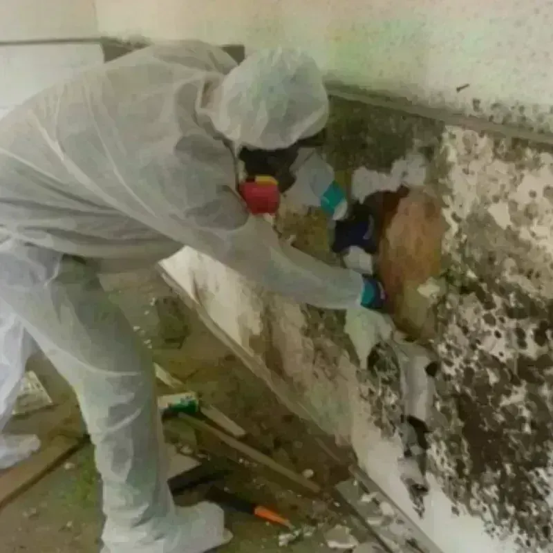 Mold Remediation and Removal in Battle Ground, WA